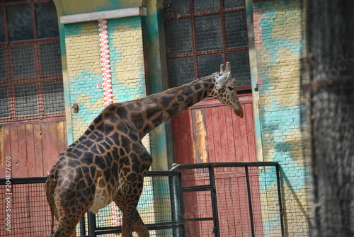 Canvas Print giraffe in zoo
