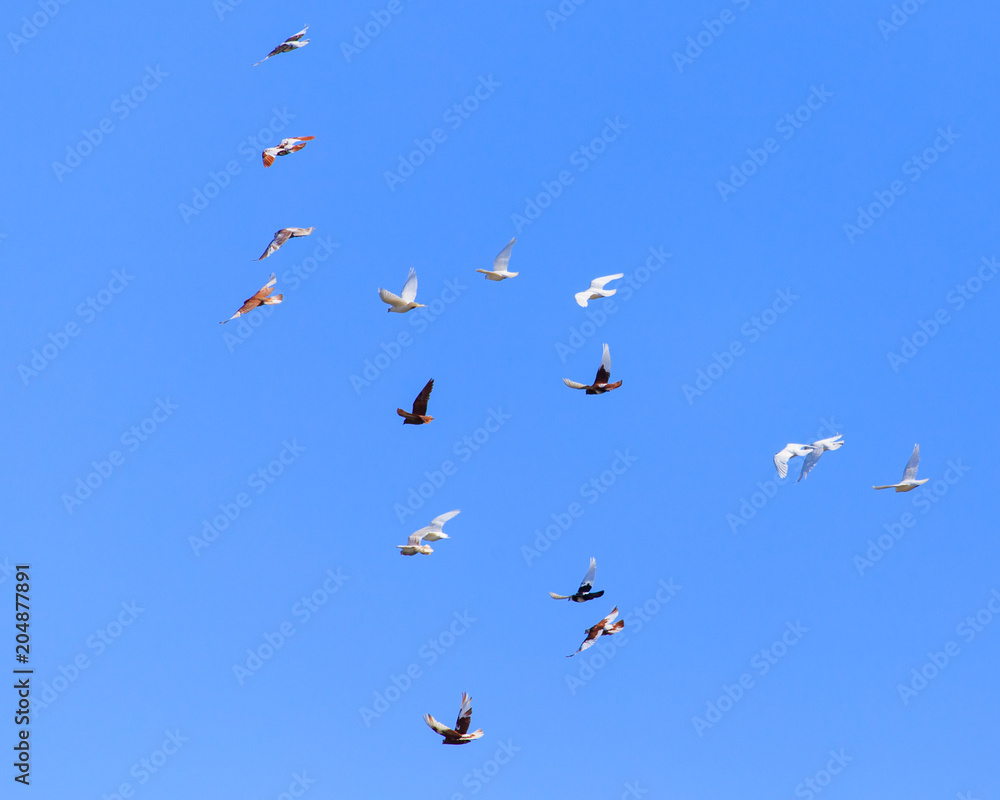 A flock of pigeons in flight against the blue sky A flock of pigeons in flight against the blue sky