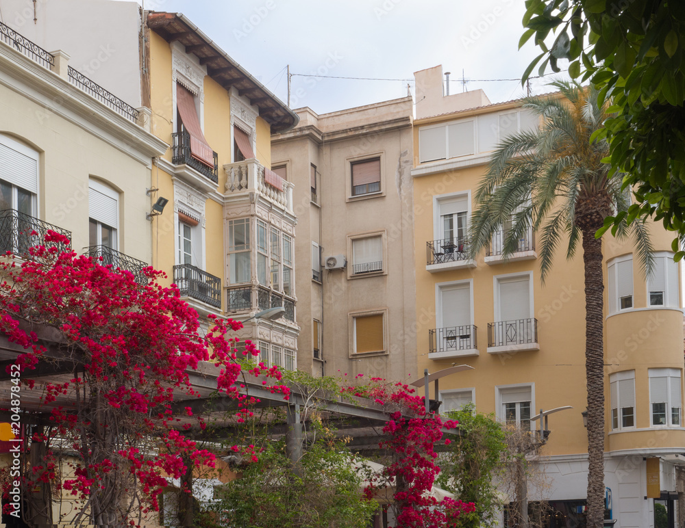 square of Alicante embellished with a flowered bougainvillea, Costa Blanca Spain
