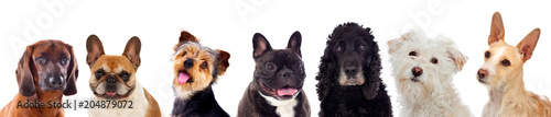 Photography Pets