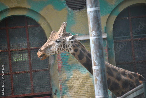 Photography giraffe in zoo