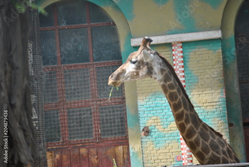 Canvas Print giraffe in the zoo