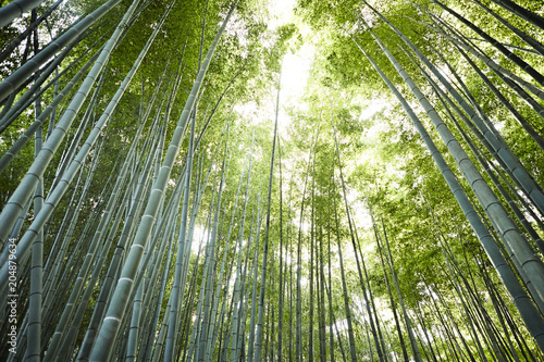 bamboo forest 