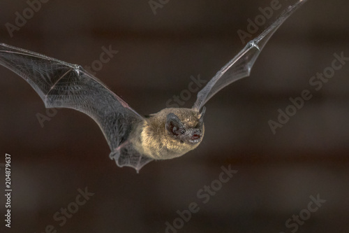 Close up of Flying Pipistrelle bat