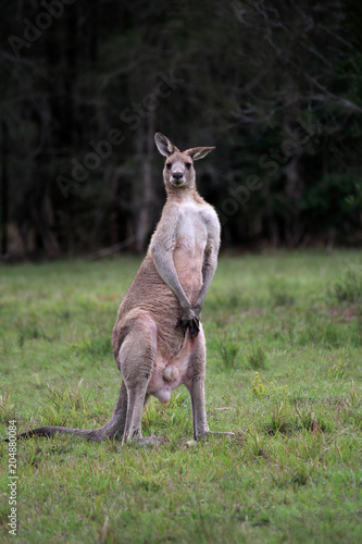 Male Eastern Grey Kangaroo standing on hind legs photo