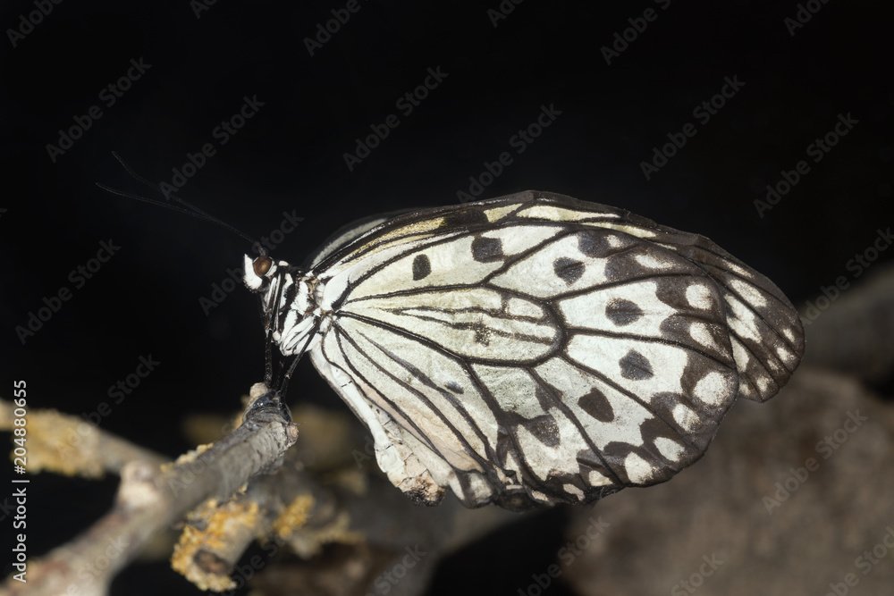 Obraz premium Farfalla bianca e nera