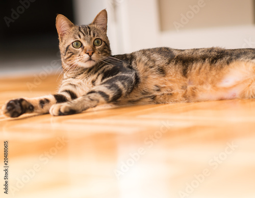 Beautiful relaxed domestic cat at home