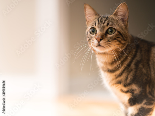 Beautiful relaxed domestic cat at home © Krakenimages.com