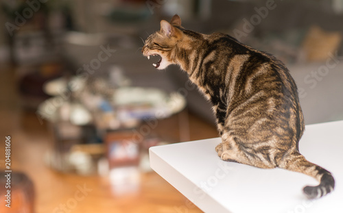 Fototapeta Naklejka Na Ścianę i Meble -  Beautiful relaxed domestic cat at home