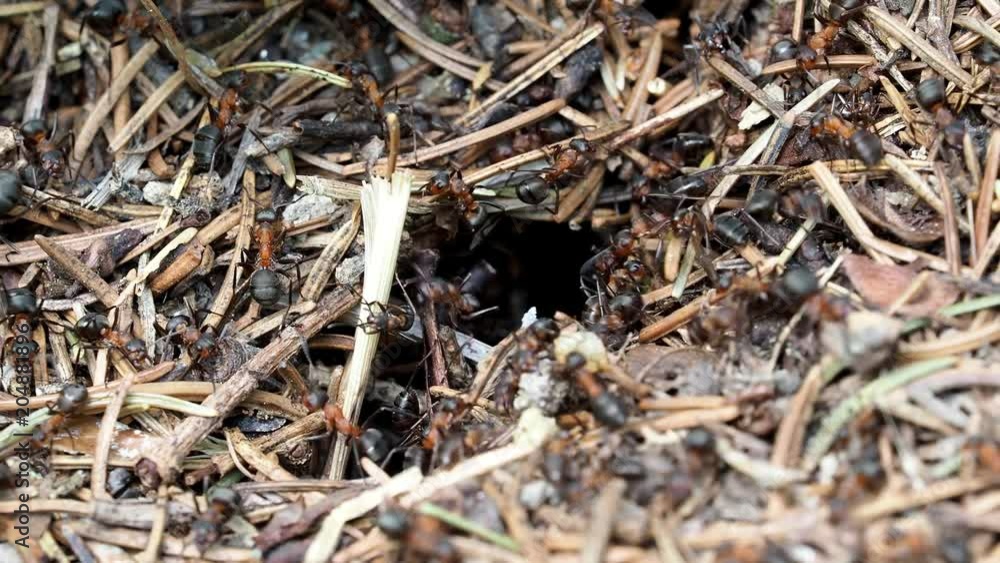 Ants working in the anthill in the forest Ants working in the anthill in the forest