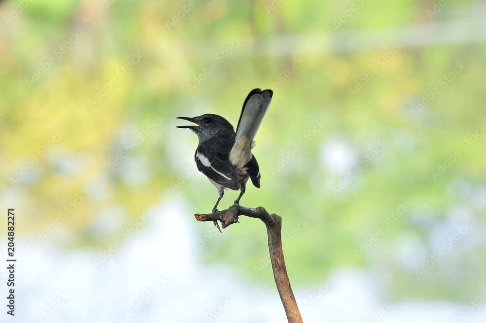 Fototapeta premium Oriental magpie robin