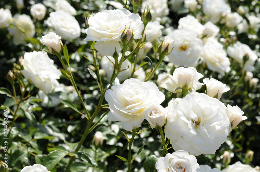 Fototapeta premium 白い薔薇