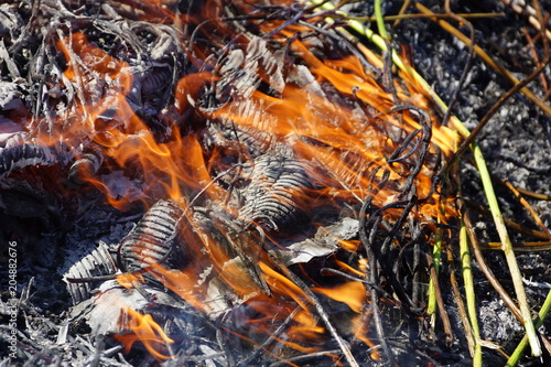 burning the old dry grass