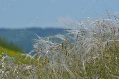 Silky grass - softness high grass