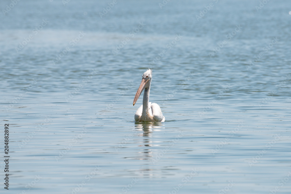 spot billed pelican or grey pelican in Thailand spot billed pelican or grey pelican in Thailand