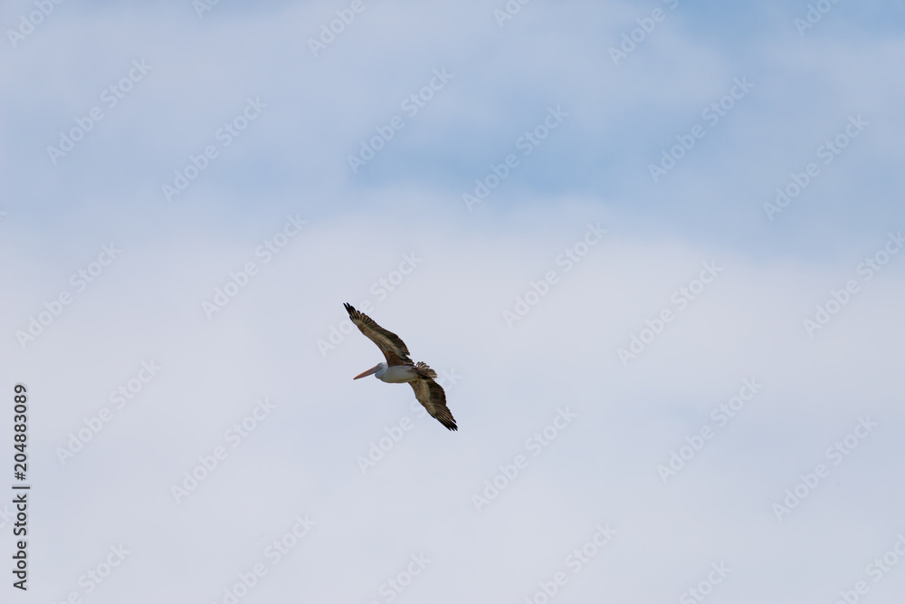 Flying spot billed pelican or grey pelican in Thailand Flying spot billed pelican or grey pelican in Thailand