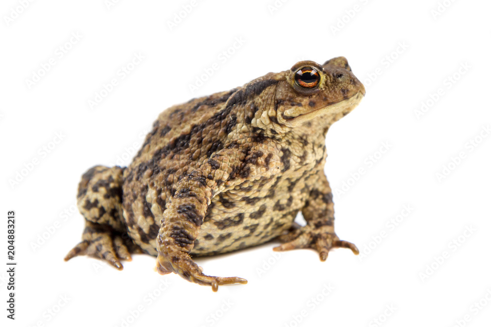 Toad on white background Toad on white background