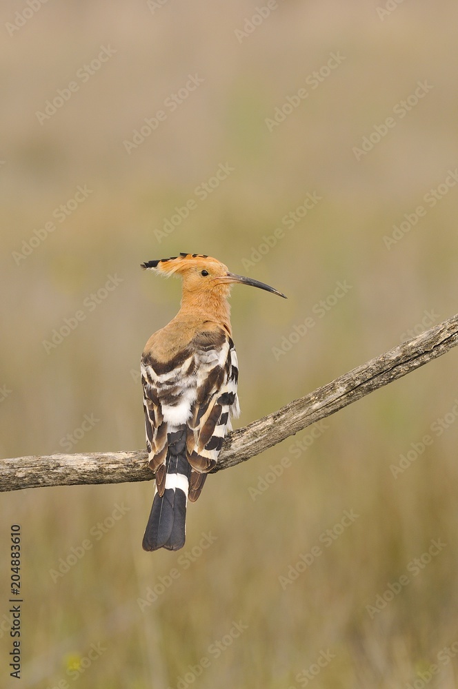 Eurasian Hoopoe or Upupa epops, beautiful brown bird. Eurasian Hoopoe or Upupa epops, beautiful brown bird.