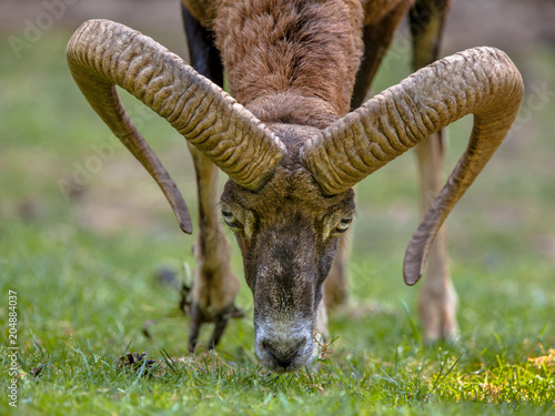 Mouflon sheep head frontal photo