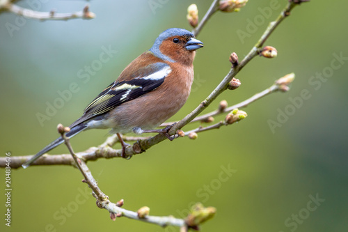 Chaffinch perched on spring branch