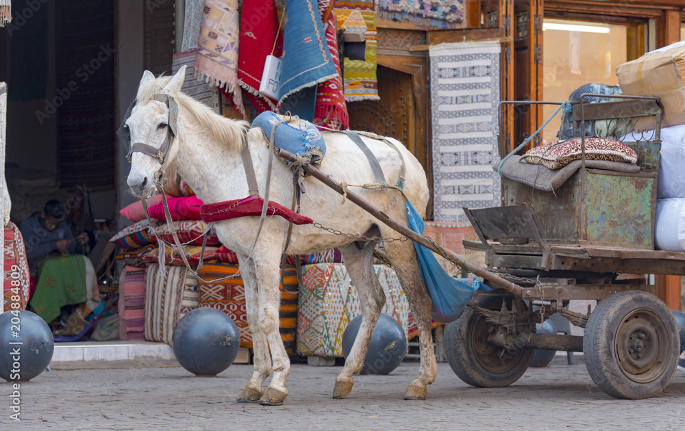 Horse at Medina historical District in Marrakech in Morocco