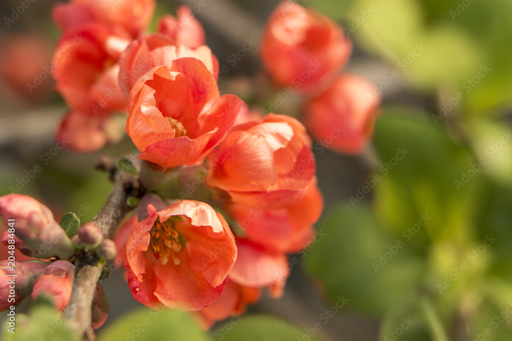 Red flowers of Japanese quince. Blooming Maule's quince Chaenomeles japonica Red flowers of Japanese quince. Blooming Maule's quince Chaenomeles japonica