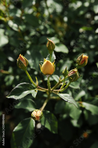 Wallpaper Mural 黄色いバラの蕾 Torontodigital.ca