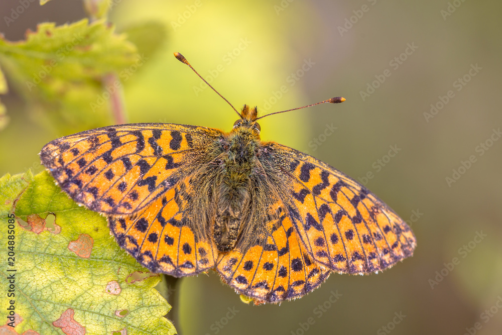 Obraz premium Cranberry Fritillary warming wings in sun