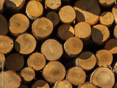 Natural wood  birch logs  knots texture background