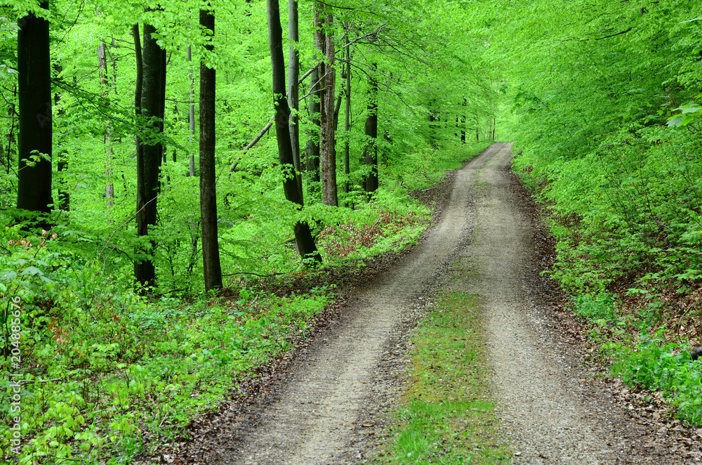 Fototapeta premium Waldweg im Laubwald im Fruehling