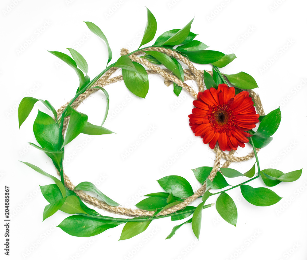 Fototapeta premium Red Gerbera and green leaves.