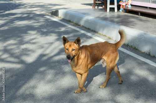 A Thai dog brown color with eyes looking to his owner. Royalty dog. © Kampol