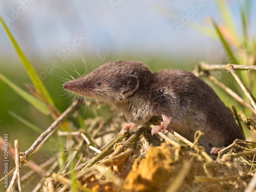 Bicolored White-toothed Shrew