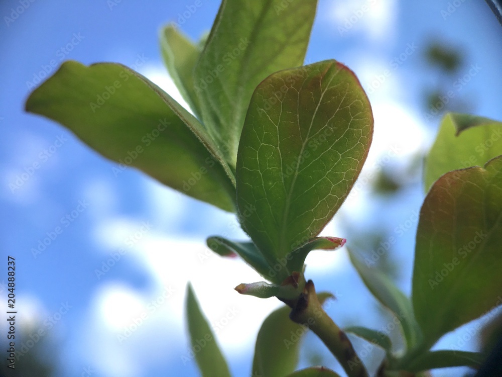 Fototapeta barry sprout