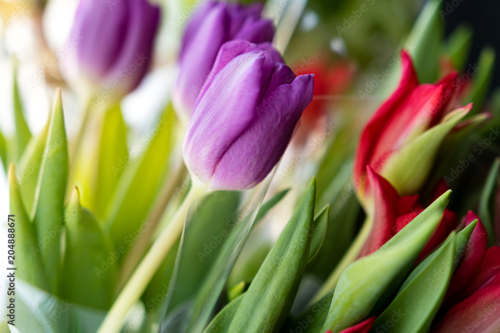 bouquet of tulips red and lilac flowers on a background of flowers bouquet of tulips red and lilac flowers on a background of flowers