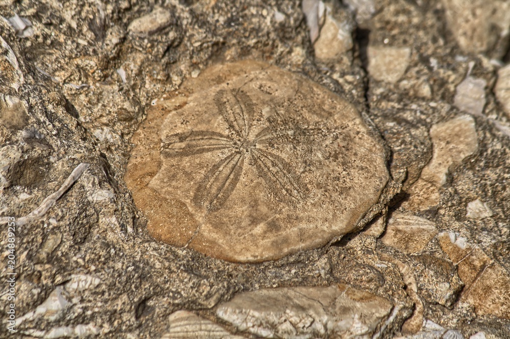 fossili di pseudoelurus