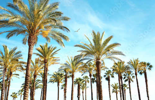 Travel, tourism, vacation, nature and summer holidays concept - palm trees, blue sky background amazing landscape