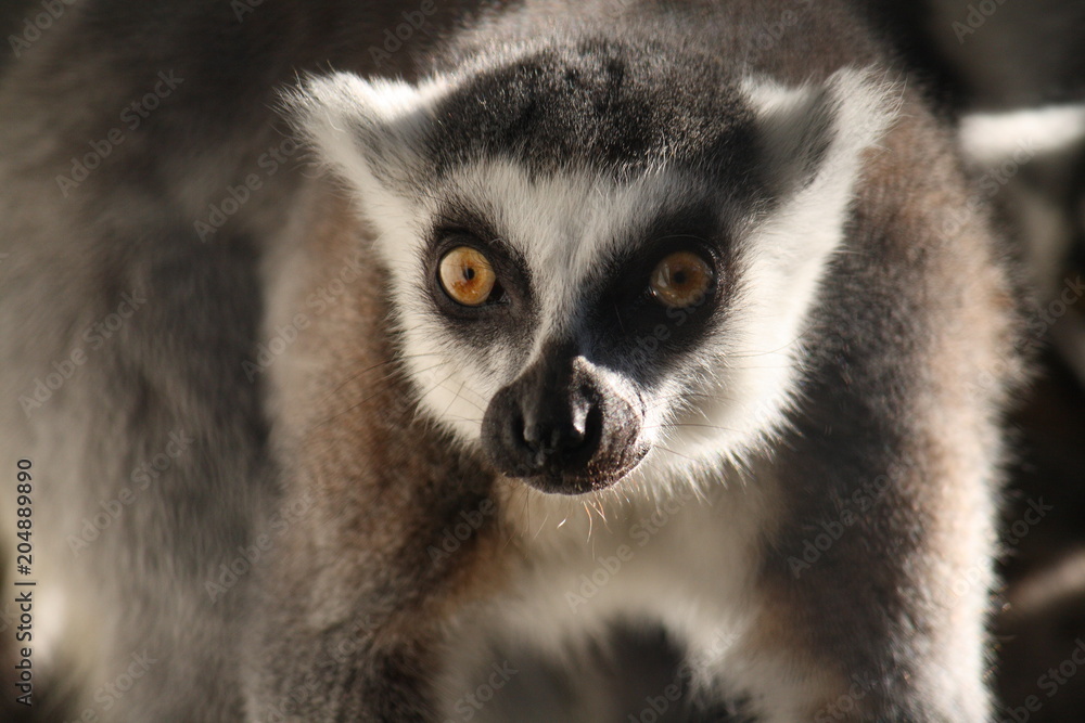 Obraz premium ワオキツネザル