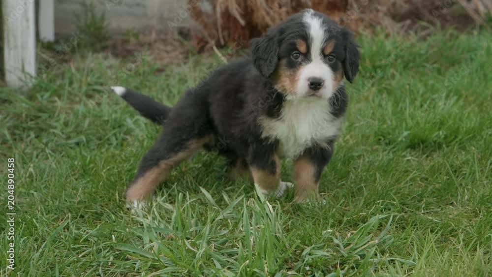 Adorable curious Burnese Mountain dog sits in the grass near a front porch Adorable curious Burnese Mountain dog sits in the grass near a front porch