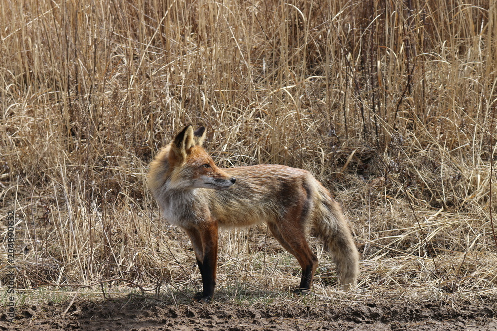 Fototapeta premium Fox