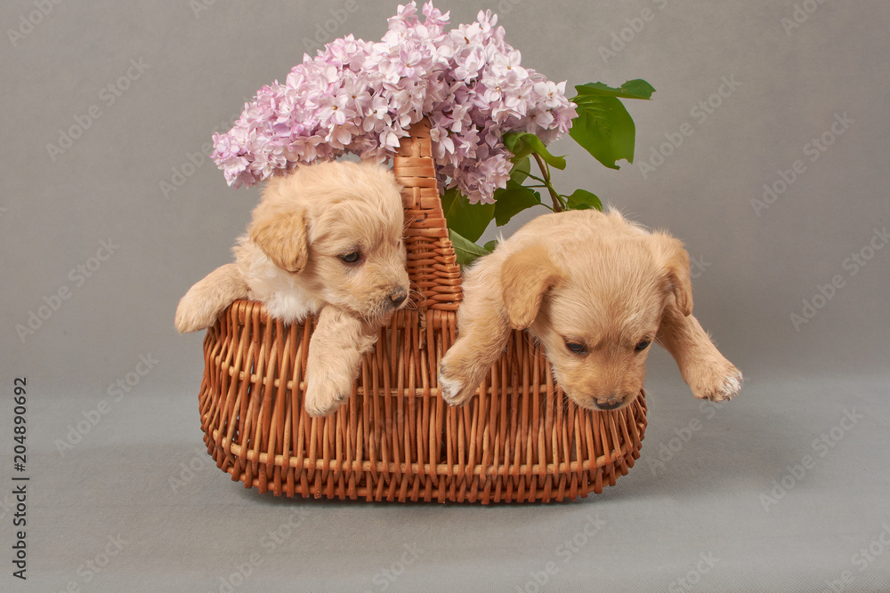 pieski w bzie, w koszu, psinka, młody piesek, przyjaźń, milusiński