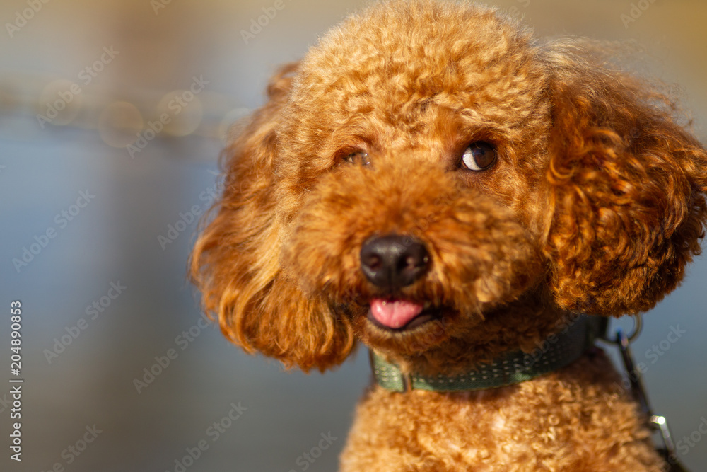 Funny poodle