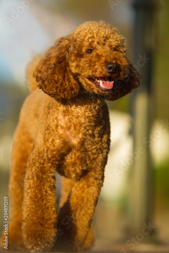 poodle looks to right