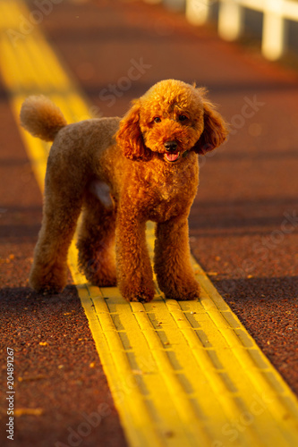 Poodle on yellow line