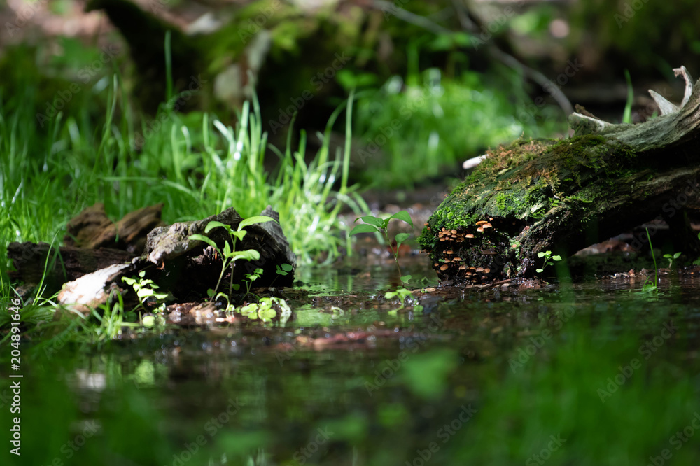 Obraz premium Lake surface int he green forest