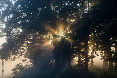 beautiful natural summer background. the sun's rays pass through a tree
