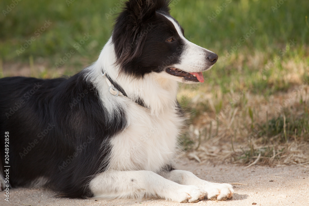 Border Collie dog lying on the ground looking something.