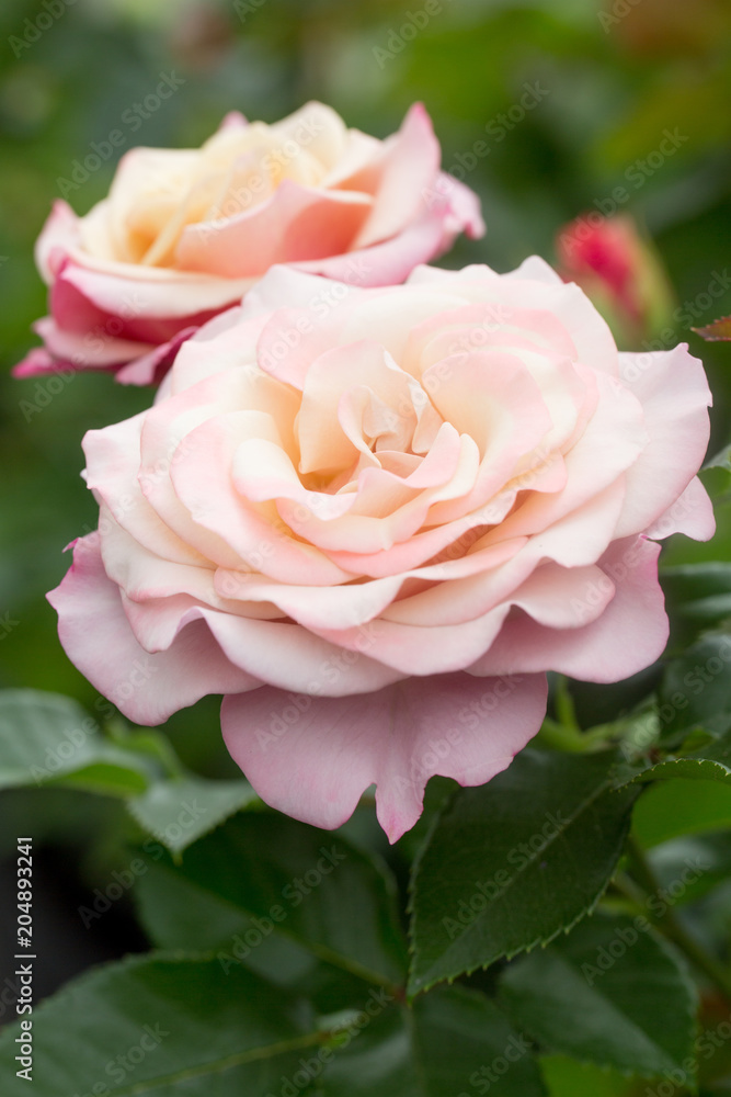 Rosen
