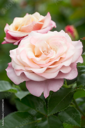 Obraz na płótnie Rosen w salonie