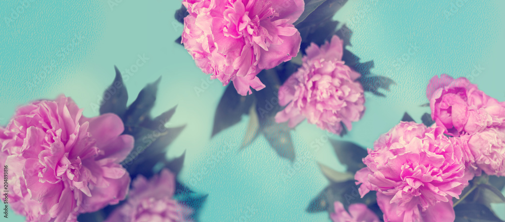 Pink peony flowers on blue background; pastel colors floral background